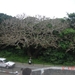 OKINAWA-2010 (20)