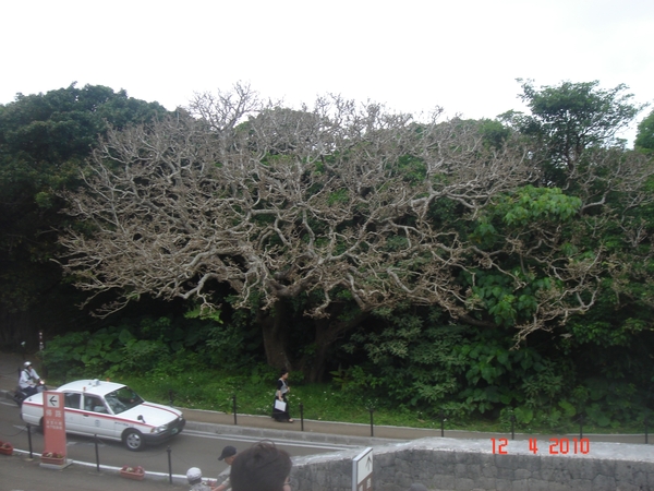 OKINAWA-2010 (20)