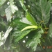OKINAWA-2010 (71)