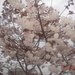 HIROSHIMA-------------2010 (25)