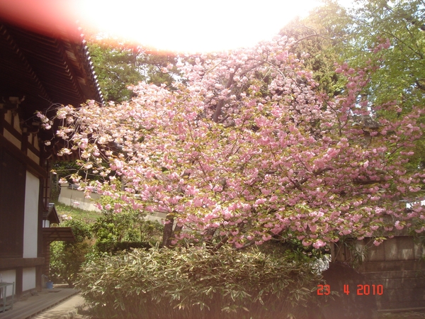 N A R A --2010 (81)