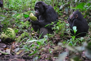 D7 chimpansees (2)