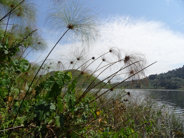 OEGANDA D 16 KISORO LAKE MUTANDA (138)