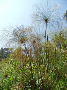 OEGANDA D 16 KISORO LAKE MUTANDA (142) - kopie