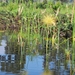 OEGANDA D 16 KISORO LAKE MUTANDA (41)