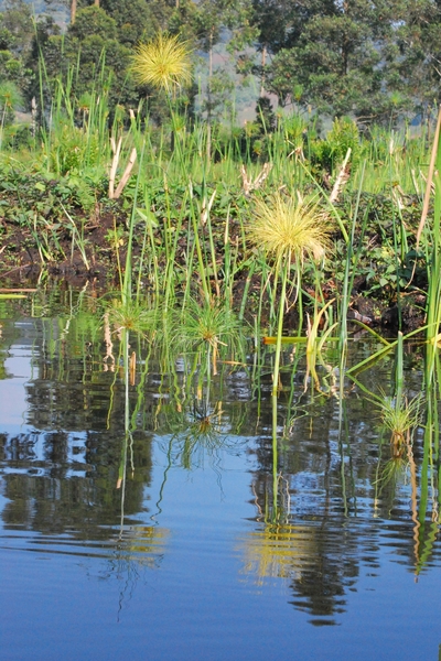 OEGANDA D 16 KISORO LAKE MUTANDA (41)