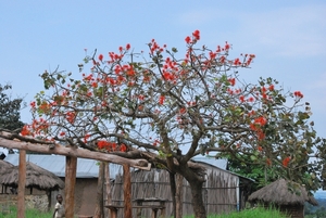 OEGANDA D11 2011-09-11 LAKE BUYONI (125)