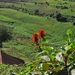 OEGANDA D13 2011-09-13 KISORO  (98)