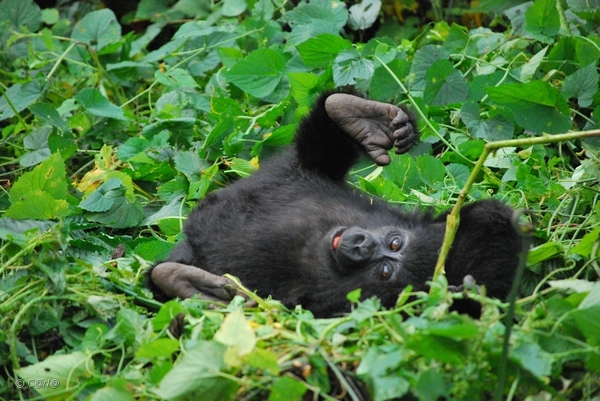 OEGANDA D14 2011-09-14 GORILLAS  (61)