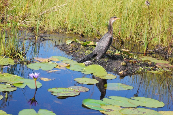 OEGANDA D19 MABAMBA SWAMP (55) - kopie