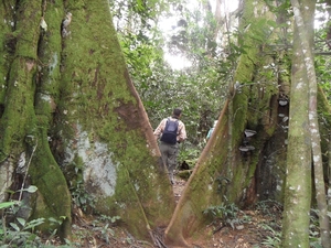 OEGANDA D7 2011-09-07 BIGODI SWAMP CHIMPS (197)