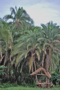 OEGANDA D7 2011-09-07 BIGODI SWAMP CHIMPS (37)