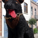 1200 Woluw-Saint-Lambert - le Chien noir