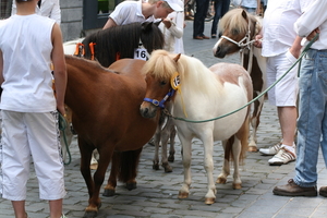 groepje ponys