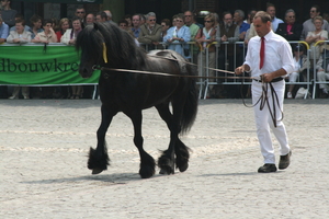 Fries paard