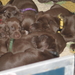 Een mandje vol pups