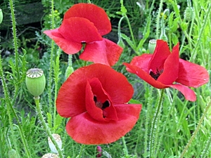 004