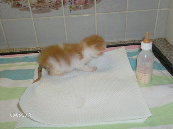 Franske ons zorgenkindje