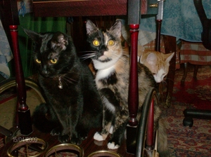 Gaspard, Marieke met Angelique en Frans achterop