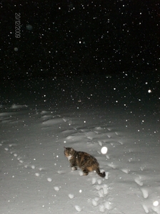 Fleur in de sneeuw