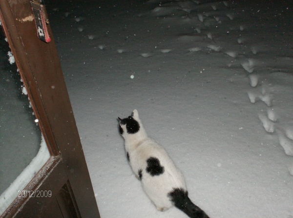 Witteke probeert de sneeuw 23 december 2009