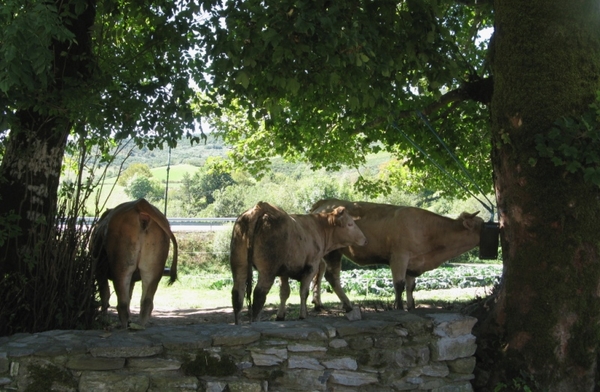 15 Hospital de Condesa 126 (2)