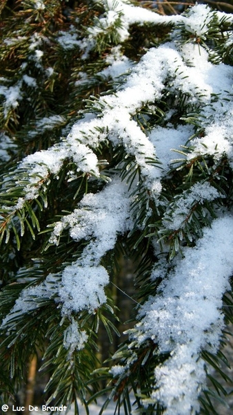 Wellemeersen Denderleeuw wandeling sneeuw