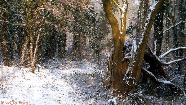 Wellemeersen Denderleeuw wandeling sneeuw