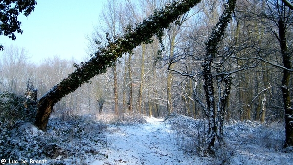 Wellemeersen Denderleeuw wandeling sneeuw