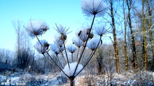 2012_02_04 Denderleeuw Wellemeersen 011