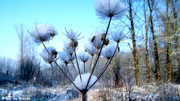 Wellemeersen Denderleeuw wandeling sneeuw