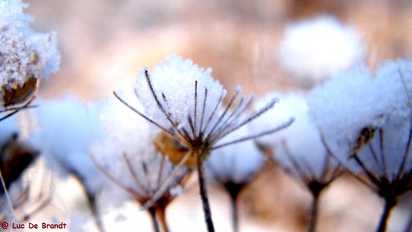 Wellemeersen Denderleeuw wandeling sneeuw