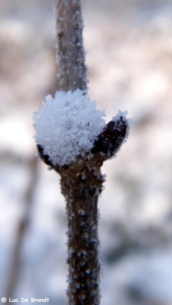 Wellemeersen Denderleeuw wandeling sneeuw