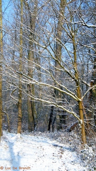 Wellemeersen Denderleeuw wandeling sneeuw