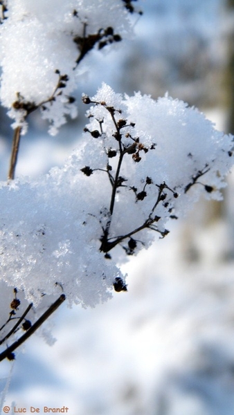 Wellemeersen Denderleeuw wandeling sneeuw