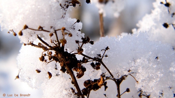 Wellemeersen Denderleeuw wandeling sneeuw