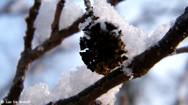 Wellemeersen Denderleeuw wandeling sneeuw