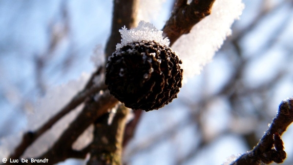 Wellemeersen Denderleeuw wandeling sneeuw