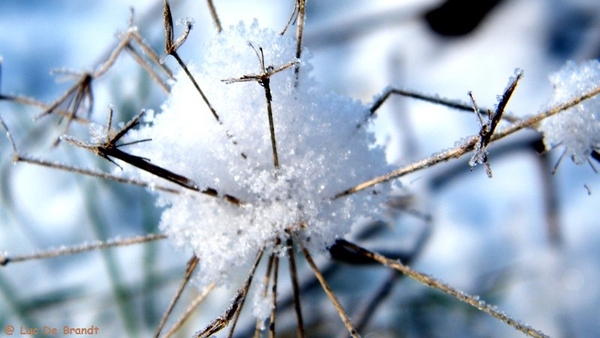 Wellemeersen Denderleeuw wandeling sneeuw