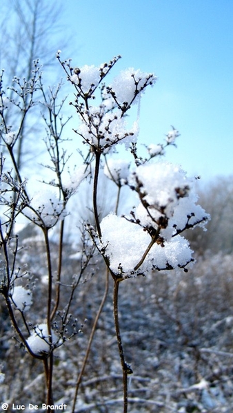 Wellemeersen Denderleeuw wandeling sneeuw