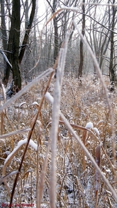 2012_02_04 Denderleeuw Wellemeersen 024