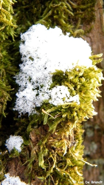 Wellemeersen Denderleeuw wandeling sneeuw