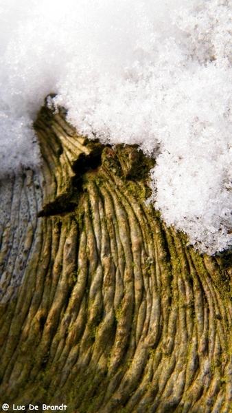 Wellemeersen Denderleeuw wandeling sneeuw