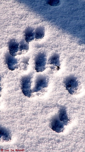 Wellemeersen Denderleeuw wandeling sneeuw