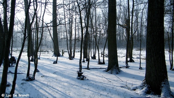 Wellemeersen Denderleeuw wandeling sneeuw