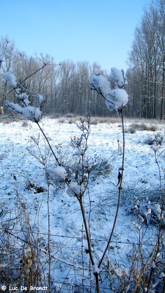 Wellemeersen Denderleeuw wandeling sneeuw