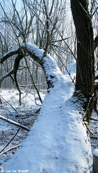 Wellemeersen Denderleeuw wandeling sneeuw