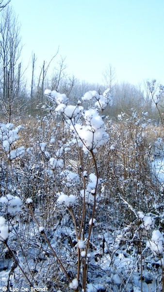 Wellemeersen Denderleeuw wandeling sneeuw