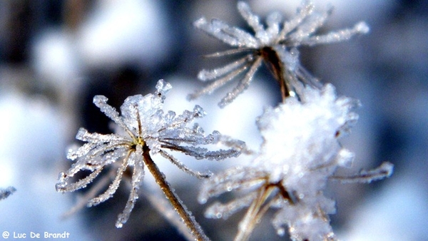 Wellemeersen Denderleeuw wandeling sneeuw