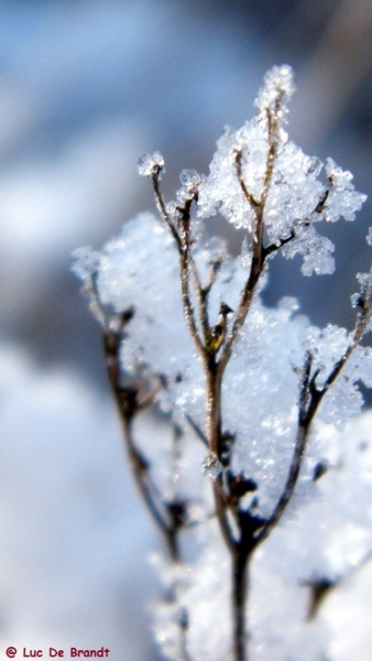 Wellemeersen Denderleeuw wandeling sneeuw